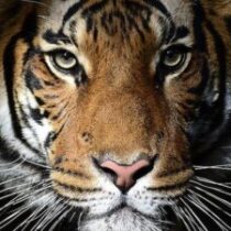 Рисунок профиля (Дмитрий Дмитриев)